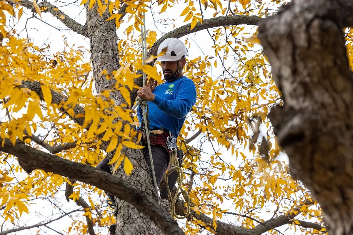 Skilled Storm Damage Cleanup crew working in Caledonia